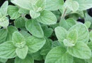 Za'atar (hierbas de los géneros Origanum, Calamintha, Thymus y Satureja)