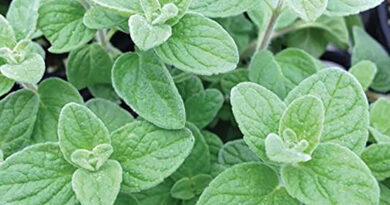 Za'atar (hierbas de los géneros Origanum, Calamintha, Thymus y Satureja)