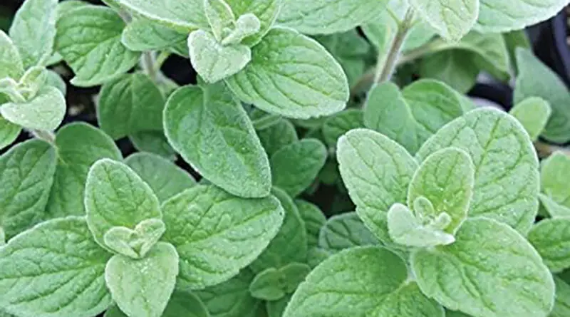 Za'atar (hierbas de los géneros Origanum, Calamintha, Thymus y Satureja)